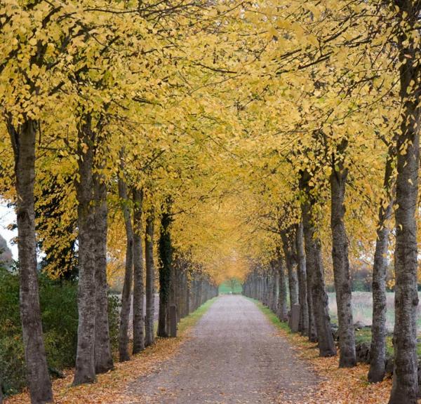 Alléen ved Skovsgaard Gods i efterårsfarver